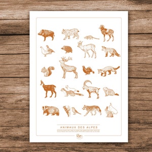 Poster poster - animals of the Alps - cépia. 30x40cm. Drawing, illustration, mountain, marmot, ibex, decoration, mural, naturalist