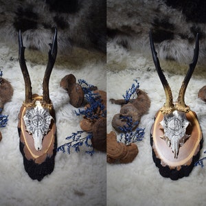May include: A decorative wall hanging featuring deer antlers with a carved skull design. The skull is mounted on a wooden plaque with a dark brown, light brown, and black border. Blue dried flowers and brown fungi surround the piece.