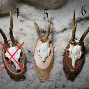 May include: Three deer skull mounts on wooden plaques. The skulls are white with antlers. The plaques are made of wood with a natural bark finish. The plaques are numbered 4, 5, and 6.