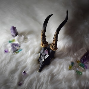 Painted roe deer skull with amethyst rough point and clear quartz - natural crystals - wall mountable skull with and without wooden shield