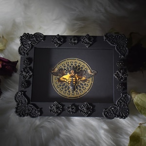 Framed death&#39;s head hawkmoths in beautiful shadow box - hand molded frame embellishments  - male genuine specimens (Acherontia Atropos)