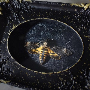 Framed Death&#39;s head hawkmoth in painted vintage shodow box ( Acherontia  Atropos) liquid gold leaf paint - genuine specimen - wall decor