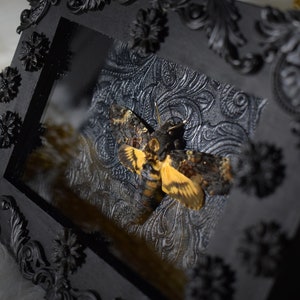 Framed death&#39;s head hawkmoths in beautiful shadow box - frame embellishments are hand molded - male genuine specimens (Acherontia Atropos)