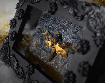 Sphynx têtes de mort encadrés dans une belle boîte d'ombre - les embellissements du cadre sont moulés à la main - spécimens authentiques mâles (Acherontia atropos)
