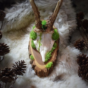 May include: A white deer skull with antlers mounted on a wooden plaque. The skull is surrounded by green moss. The plaque is sitting on a white fluffy surface.