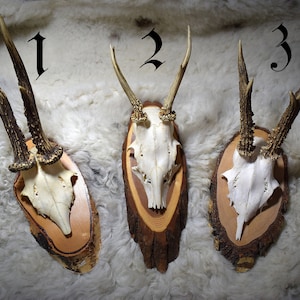Puede incluir: Tres cráneos de ciervo montados con astas, cada uno exhibido sobre una placa de madera. Los cráneos son blancos y las astas marrones y beige. Las placas tienen un acabado de veta de madera natural. Los números 1, 2 y 3 están escritos encima de cada cráneo.