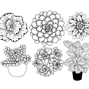 Puede incluir: Dibujo en blanco y negro de seis tipos diferentes de plantas. Las plantas est&aacute;n dibujadas en un estilo realista e incluyen una suculenta, una flor y una planta de hojas.