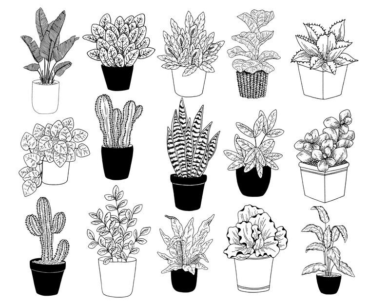 Puede incluir: Una colecci&oacute;n de 14 dibujos en blanco y negro de varias plantas en maceta. Las plantas incluyen cactus, suculentas, helechos y plantas de hoja.