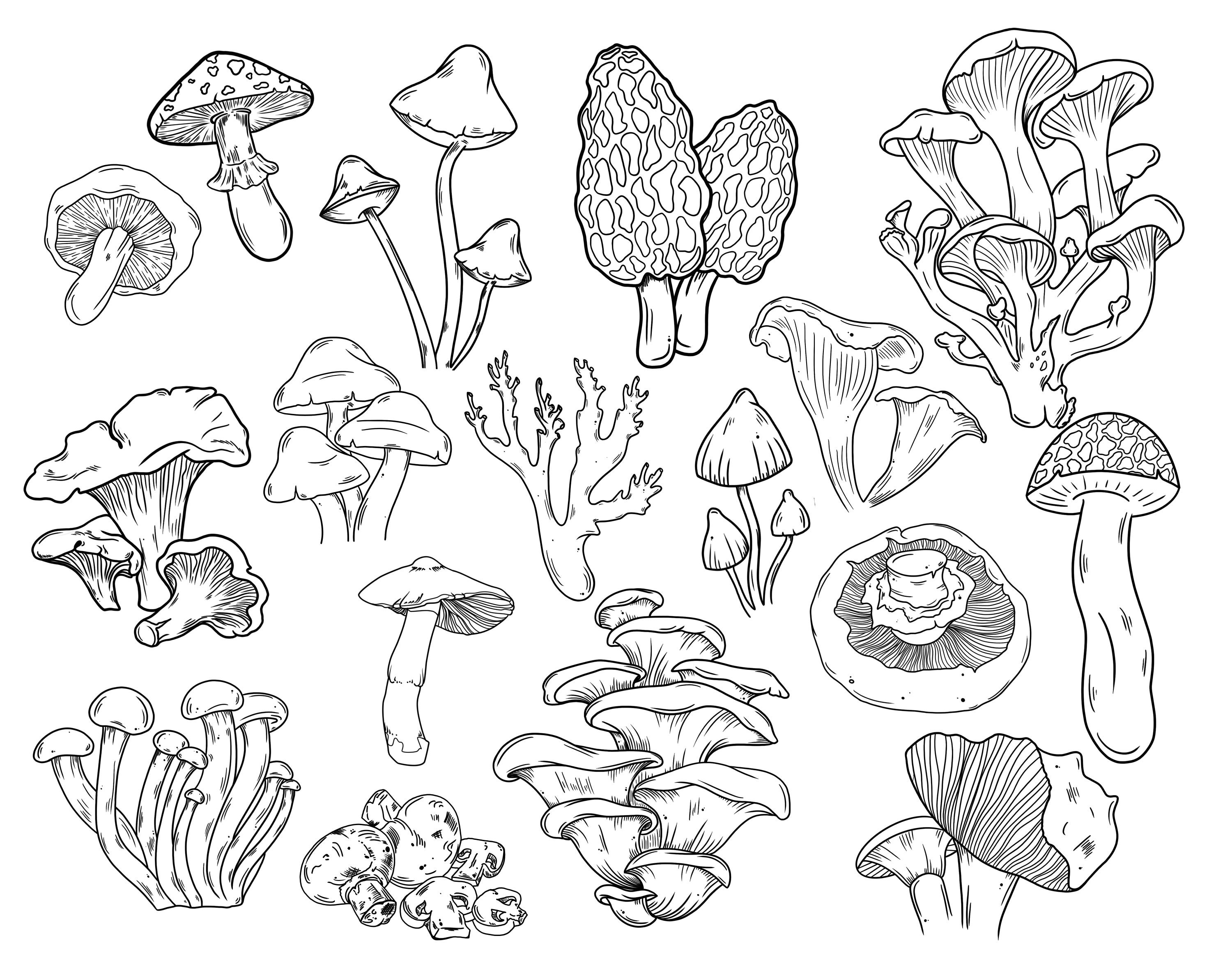 Procreate Mushroom Stamp Pack - Brushes for Tattoo, Nature Scenes ...