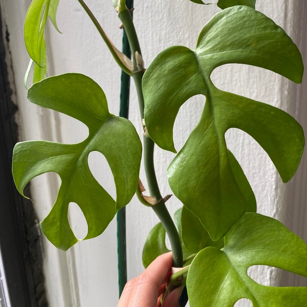 Rhaphidophora Tetrasperma (Mini Monstera) Cutting