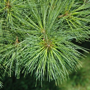 Puede incluir: Primer plano de una rama de pino con largas y finas agujas verdes.