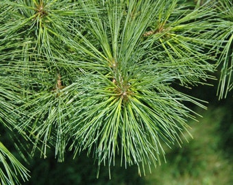 May include: A cluster of long, slender, vibrant green pine needles radiating from a central point on a branch. The needles are thin and pointed, creating a dense, textured, and natural botanical display with soft yellow-green highlights.