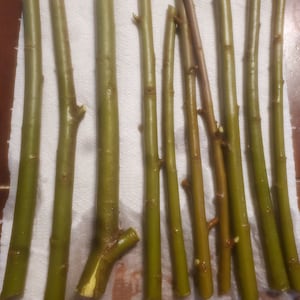 20 Willow Cuttings