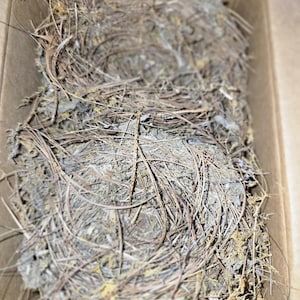 Two Bird Nests