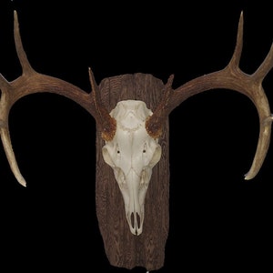 European Mount Composite Driftwood Plaque