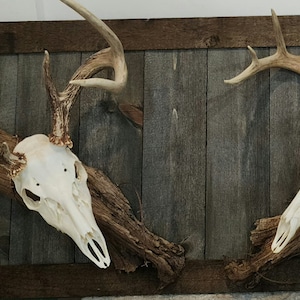 May include: Two deer skull mounts with antlers, mounted on a wooden frame with a gray wood background. The skulls are white, and the antlers are a light brown color. The frame is a dark brown.