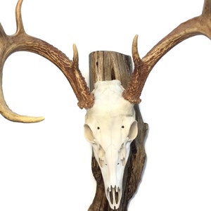 May include: A deer skull mounted on a piece of weathered wood. The skull is off-white, with visible eye sockets and nasal cavity. The antlers are a light brown color, with multiple points extending outwards. The wood has a natural, rustic appearance.