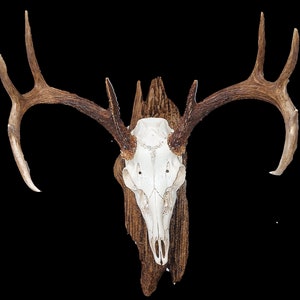 European Mount Composite Treibholz-Plakette