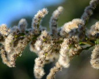 Natural Grass - Fine Art Color Photography