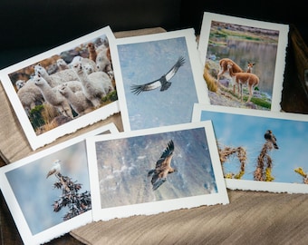 Photo Greeting Cards - Wildlife of Southern Peru (Blank Inside)