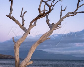 Driftwood at Twilight, Maui