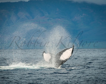 Humpback Whale Tail 2 – Fine Art Color Photography