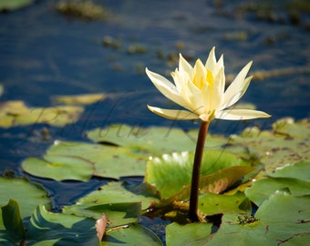 Water Lily - Fine Art Color Photography