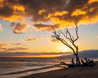 Driftwood at Sunset, Maui