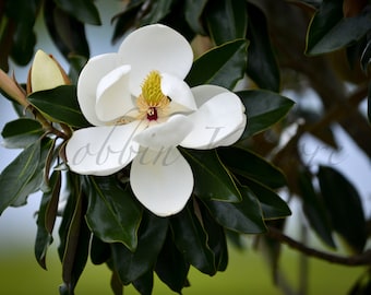 Magnolia Bloom in Spring - Fine Art Color Photography