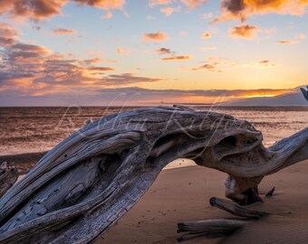 Beach Driftwood at Sunset, Maui