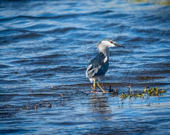 Black-crowned Night Heron – Fine Art Color Photography