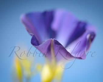 Morning Glory 2 - Fine Art Color Photography