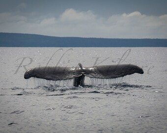 Humpback Whale Tail – Fine Art Color Photography