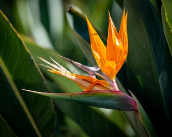 Bird of Paradise - Fine Art Color Photography