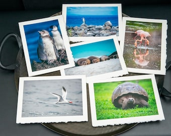 Photo Greeting Cards - Wildlife of Galapagos (Blank Inside)