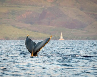 Humpback Whale Tail 4 – Fine Art Color Photography