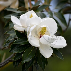 Magnolia Blooms - Fine Art Color Photography