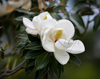 Magnolia Blooms - Fine Art Color Photography