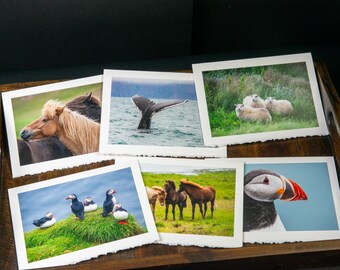 Cartes de voeux photo - Animaux d'Islande (intérieur vierge)