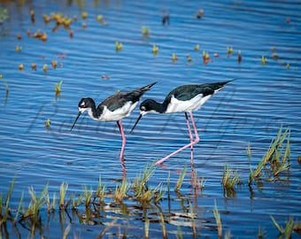 Black-necked Stilts – Fine Art Color Photography