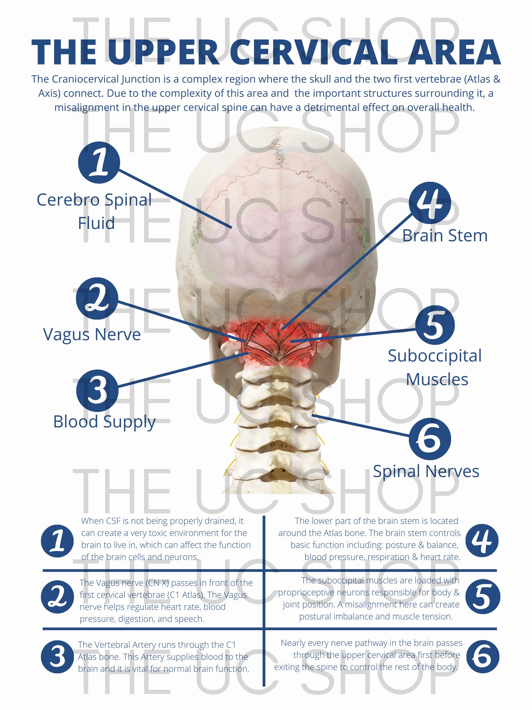 Chiropractic Poster Upper Cervical Spine Chiropractor | Etsy