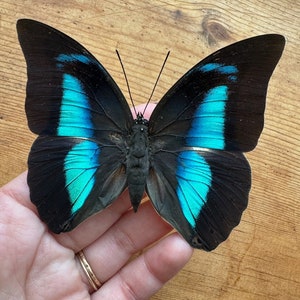 Banded Blue King Butterfly ' Prepona demophon' unmounted