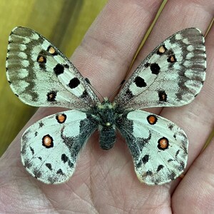 Real Rocky Mountain parnassian ‘Parnassius smintheus’ HIGH ALTITUDE BUTTERFLY, dead, dried preserved insect specimen for pinning, decor, art