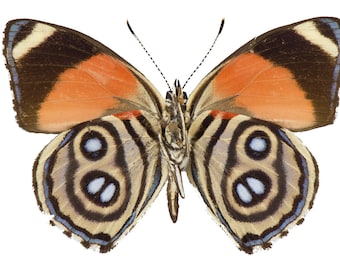 REAL 88 Butterfly, Callicore hystaspes, eighty-eight, Dried, dead, preserved butterfly specimen for pinning, spreading, artwork Wings Closed