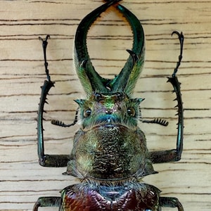 Four Eyed Stag Beetle &#39;Sphaenognathus feisthamelii&#39; Unspread