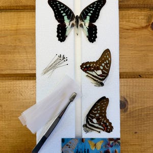 May include: A collection of butterfly specimens and entomology tools. The image shows a large butterfly with black and teal wings, two detached wings, pins, tweezers, and small paper strips. A business card with the text "Little Caterpillar" is also visible.