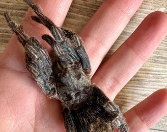 REAL Peruvian Bird Eating Tarantula 'Hapalotremus carabaya'