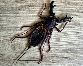 Vinegaroon Whip Scorpion 'Hypocnoctus siamensis' SPREAD