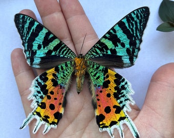 REAL Madagascar Sunset Moth, Urania ripheus UNSPREAD