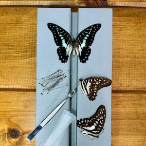Complete Butterfly Mounting Kit with Spreading Board, PRESERVED BUTTERFLIES, entomology tweezers and more! Pinning Kit